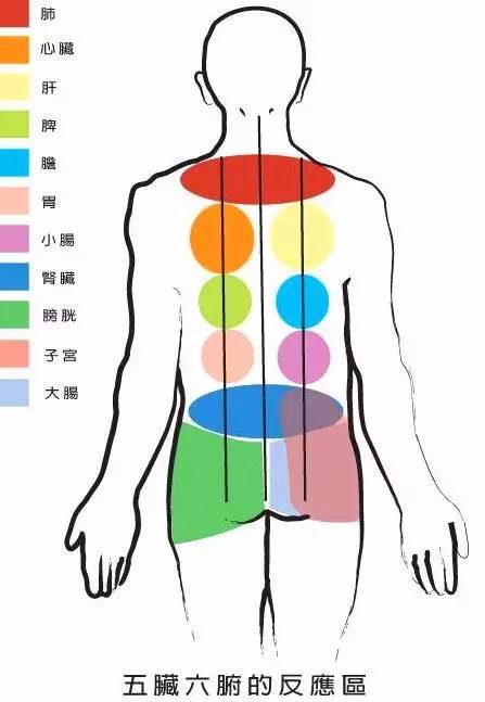 膀胱经在人体的背部,人体的五脏六腑均可在背部找到相应的对应区,如