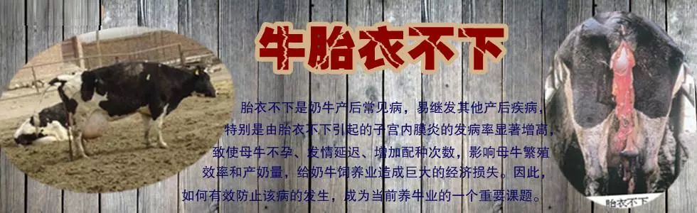 【技术】奶牛胎衣不下剥离手术禁忌_搜狐母婴_搜狐网