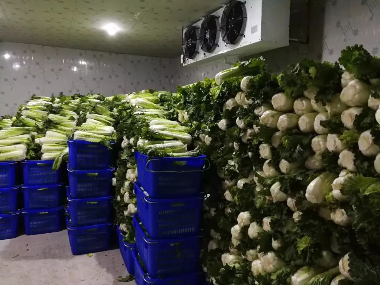 蔬菜储存冷库