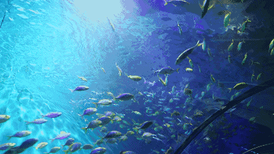 海底世界真鱼动态壁纸