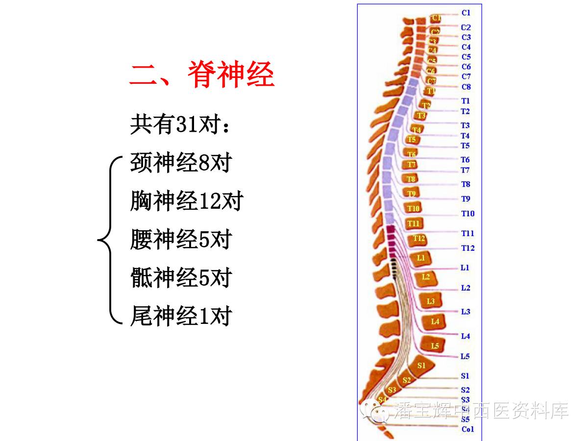 353.脊髓和脊神经根-系统解剖学动画感-医学