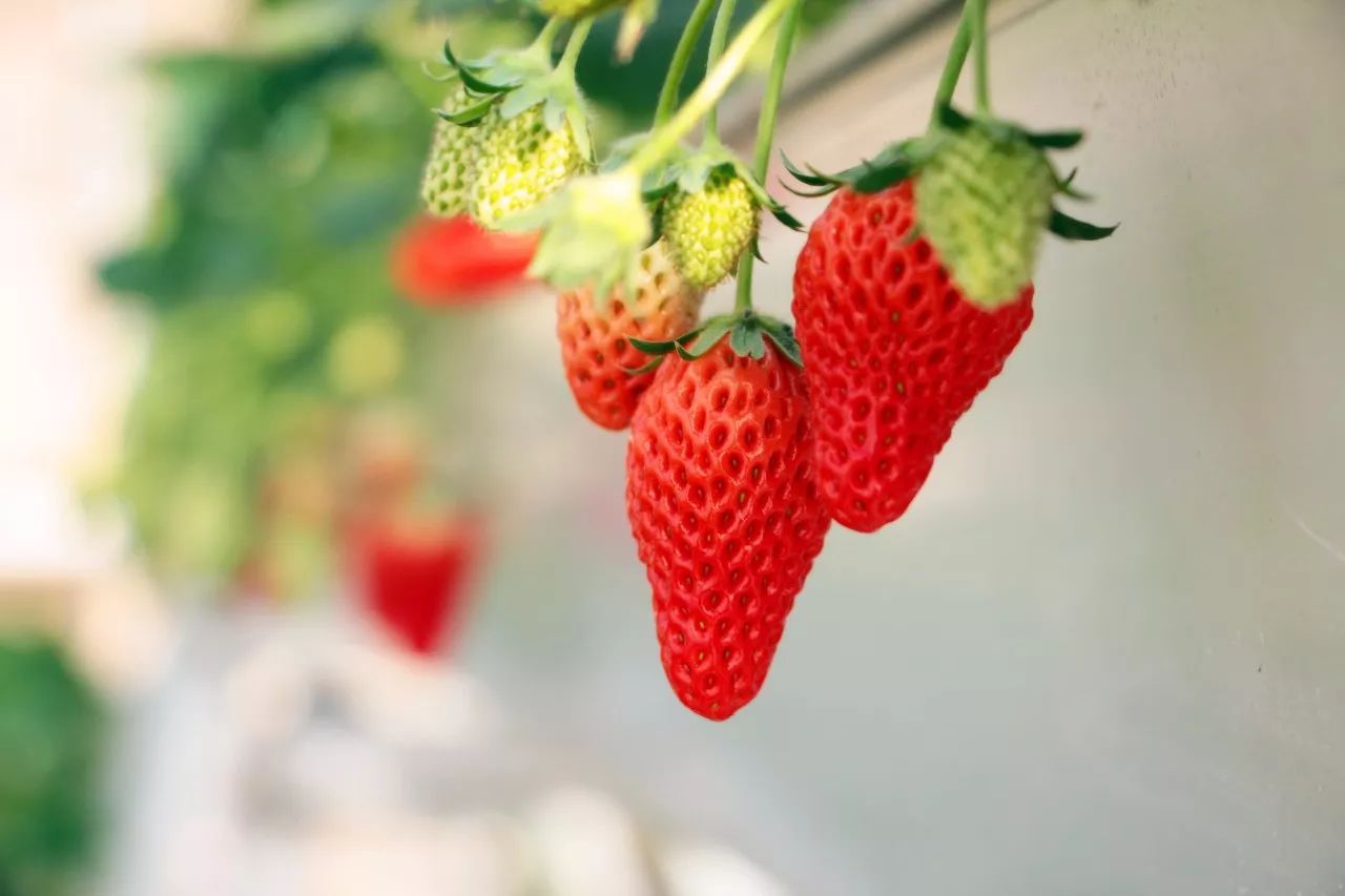 草莓苗繁殖方式及选择技巧 - 知乎