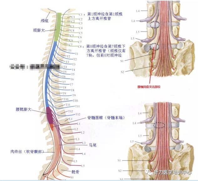 全身皮神经分布图|全身皮肤节段性神经支配