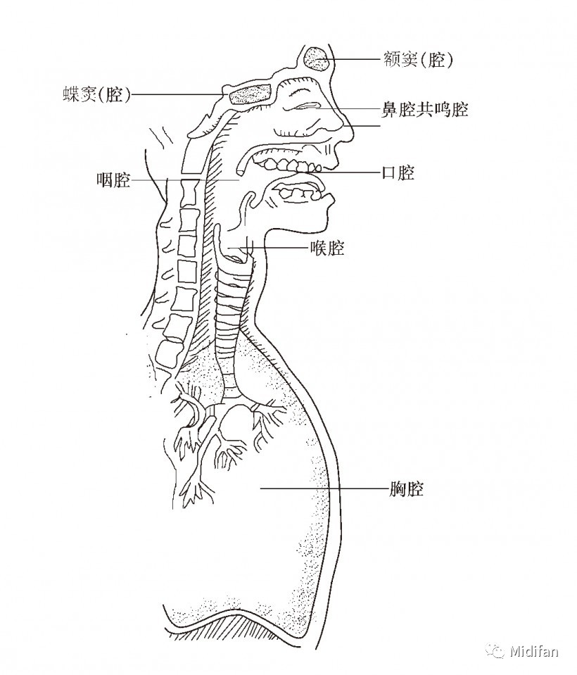 共鸣的共鸣体腔图示,大家可以大致了解到,主要的发声共鸣腔体的位置