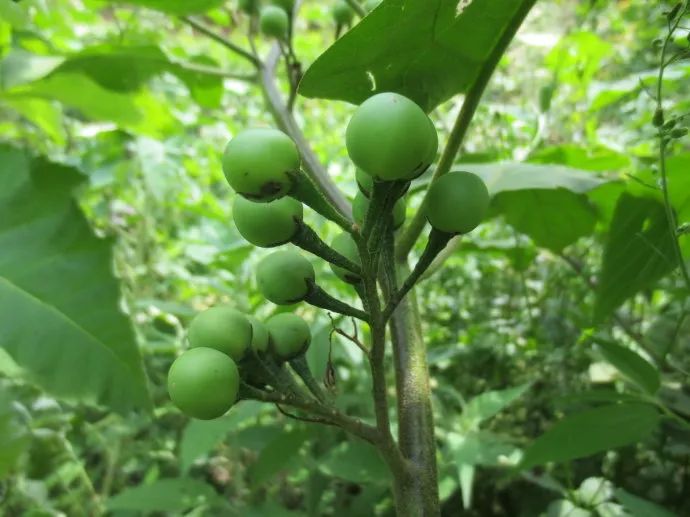 雨林里的野菜那是一缕缕乡愁