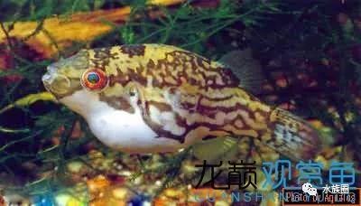 丑萌丑萌,最全44种狗头鱼!|【水族圈低调分享】