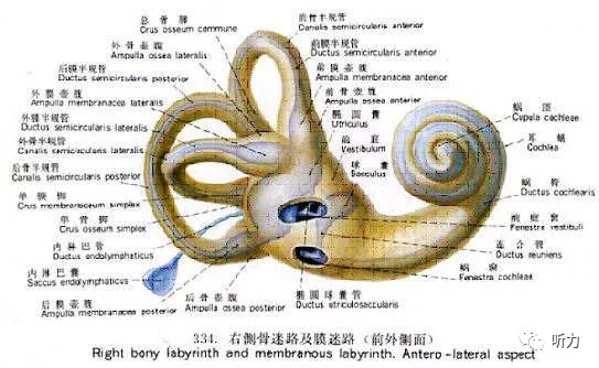 半规管内有壶腹嵴,椭圆囊,球囊,内有耳石器(又称囊斑),它们都是前庭