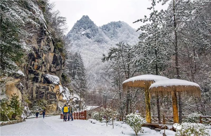 佛坪熊猫谷内动物享"天然氧吧",雪地尽情撒欢!_搜狐旅游_搜狐网