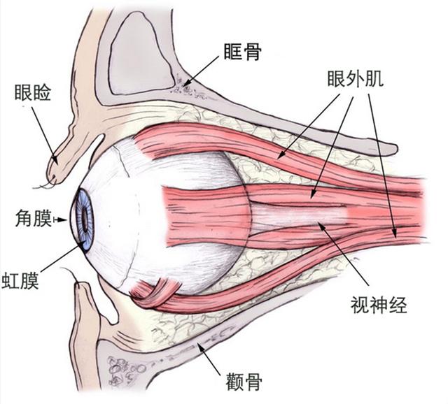 假性近视和斜视是由于眼肌"懒惰"造成的