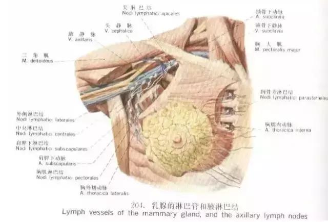 每个女人都有乳房,但是却没有多少女人真正了解自己的乳房构造.