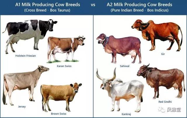 原来a2贵是因为南澳这个品种的牛现在终于理解了