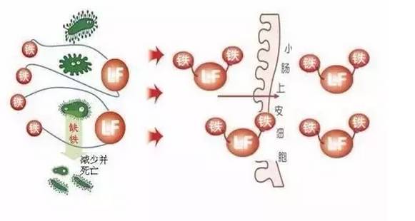 乳铁蛋白有八大功效!补充就对了!