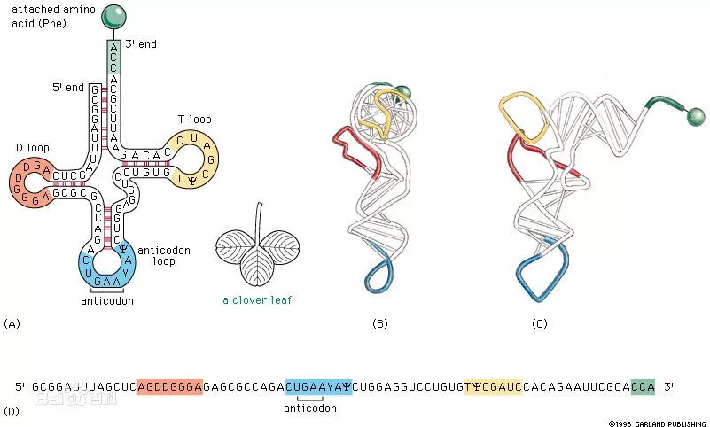 锦鲤,粉色海豚,转运rna?让棒棒告诉你什么是真正的力量