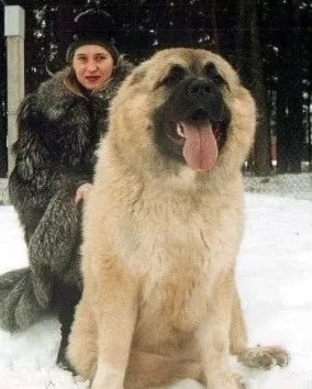 后又被作为巡逻犬用 据说,成年的高加索犬有的能长到70公斤.