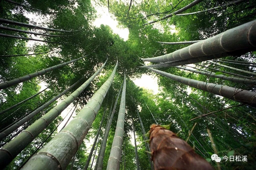 南平出台支持绿色产业发展十条政策 给力旅游