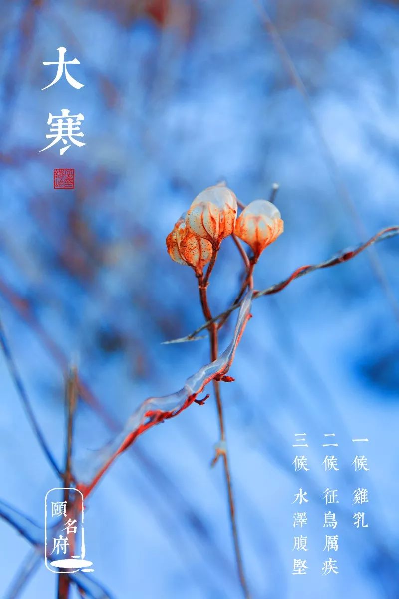 节气◇大寒:一岁傲骨一青松