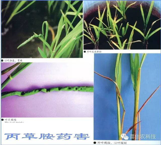 水田除草剂是什么原理_玉米打什么除草剂最好