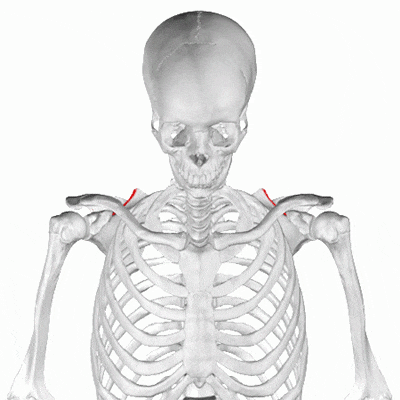 人类则拥有更宽,三角形的肩胛骨,以允许更广的动作范围,包括投掷.