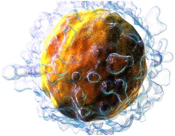 细胞与分子免疫学论文目录格式药学专业的主要学什么
