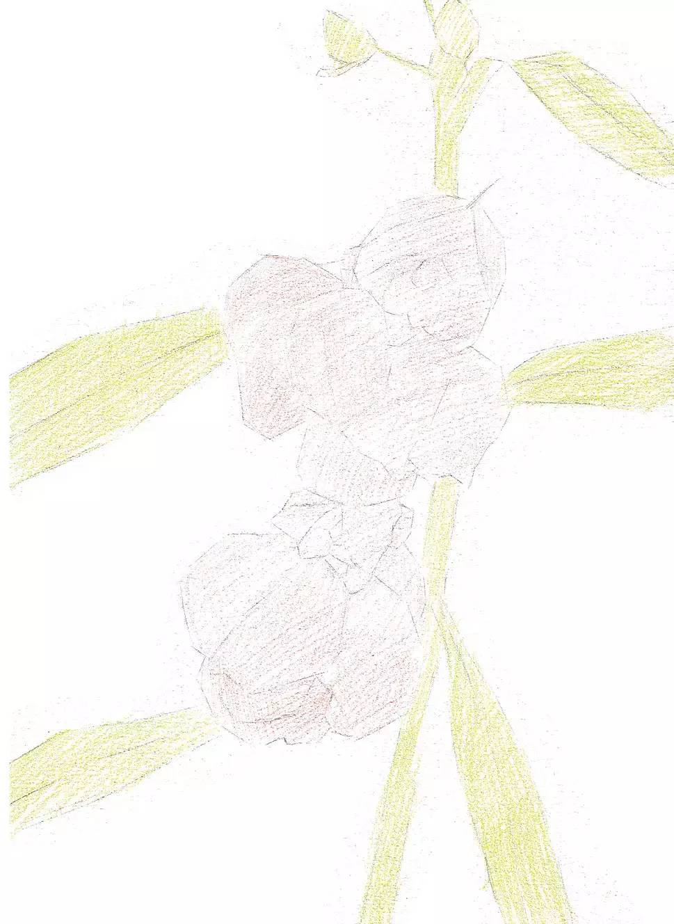 彩铅教你画一朵最美的凤仙花