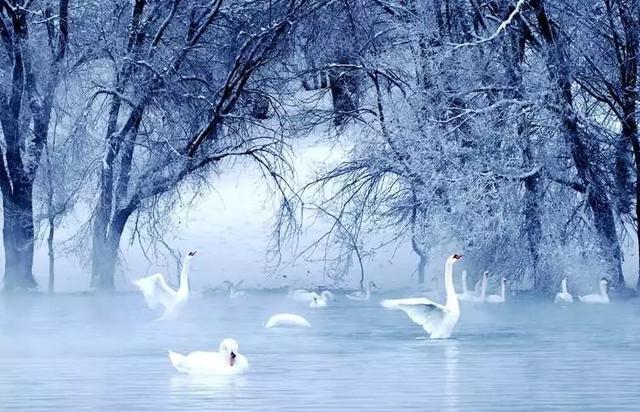 天鹅湖上美丽的自然风光和湖中高雅的天鹅尽收眼底,成群的天鹅在悠然