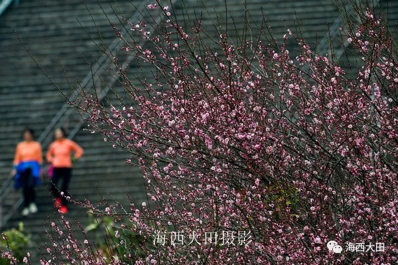 公园的梅花现在只是初绽,预计盛花期在下周,花期一个月左右,春节期间