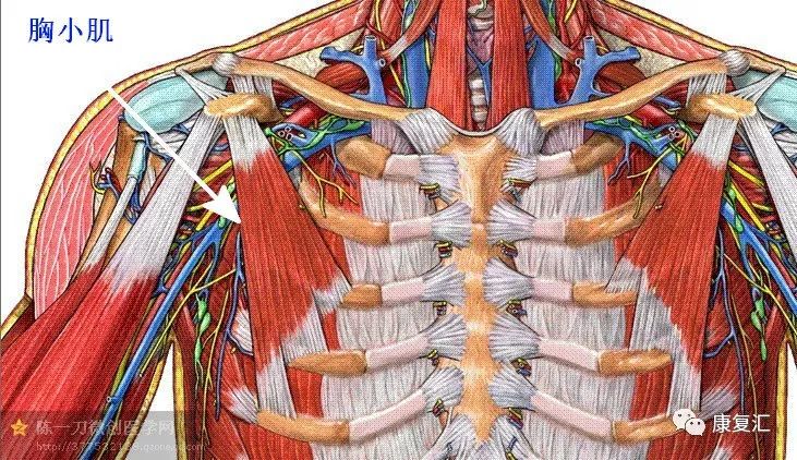 【解剖干货】康复常用肌肉彩图详解,赶快收藏