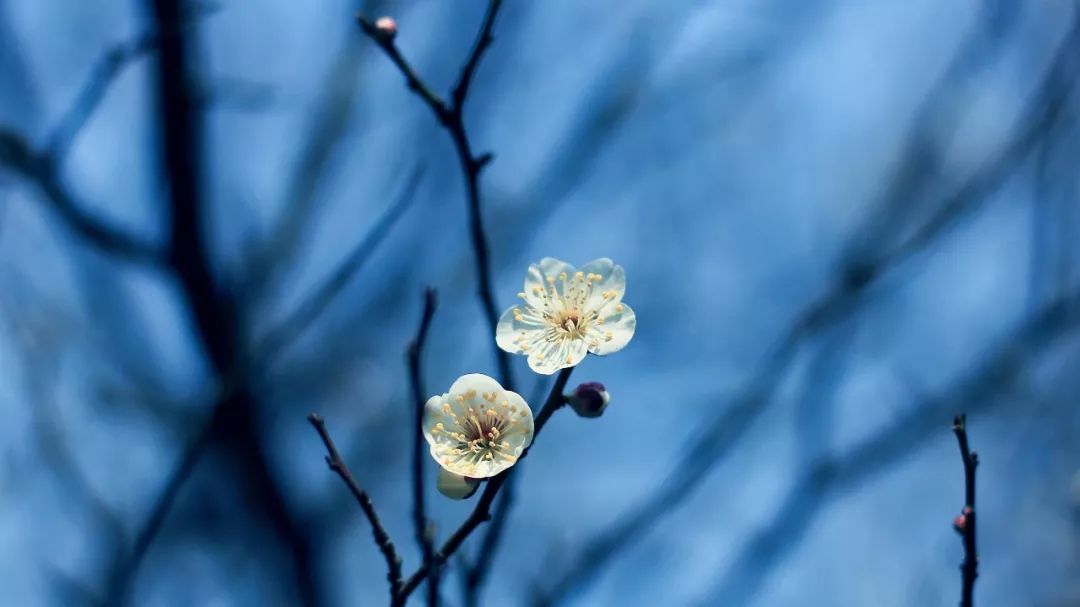 节气| 今日大寒,最后一个带"寒"字的节气,春天的脚步近了