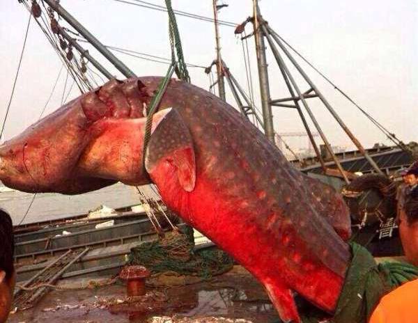 盘点全球巨型鱼类:英国游客在泰国钓到122斤巨型鲤鱼