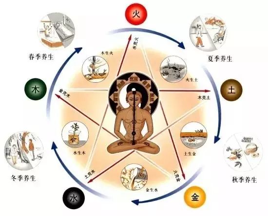 五脏:肝·心·脾·肺·肾是人体的实体性器官,生化并储存人体的精华