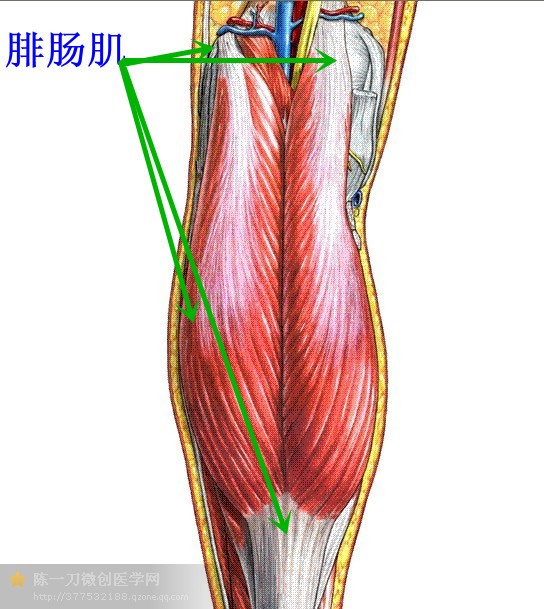 【解剖干货】康复常用肌肉彩图详解,赶快收藏