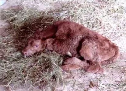 新生犊牛呼吸粗喘