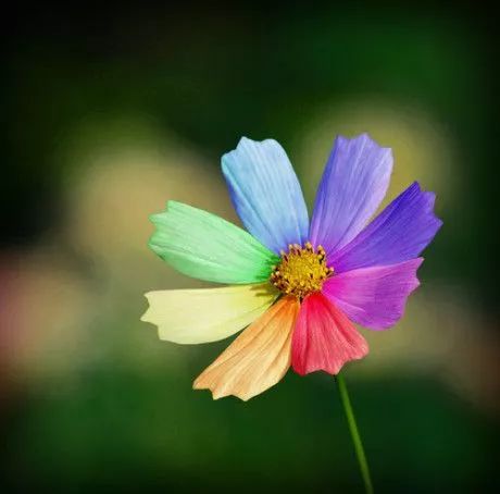 花钥匙与七色花 说起"花仙子" 自然忘不了儿时经典的动画片啦 幻想着