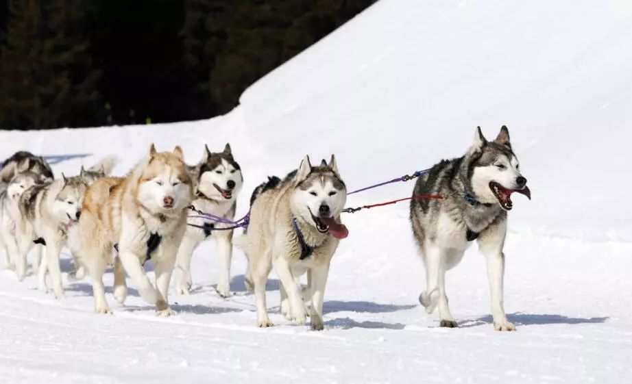 交通犬:如北极圈附近的爱斯基摩人和中国东北有些人使用"雪橇犬".