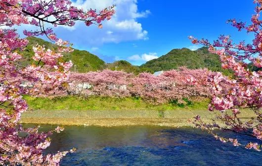 樱树下油菜花的一抹亮色粉红 是 河津春季最独一无二的标签,日本最美