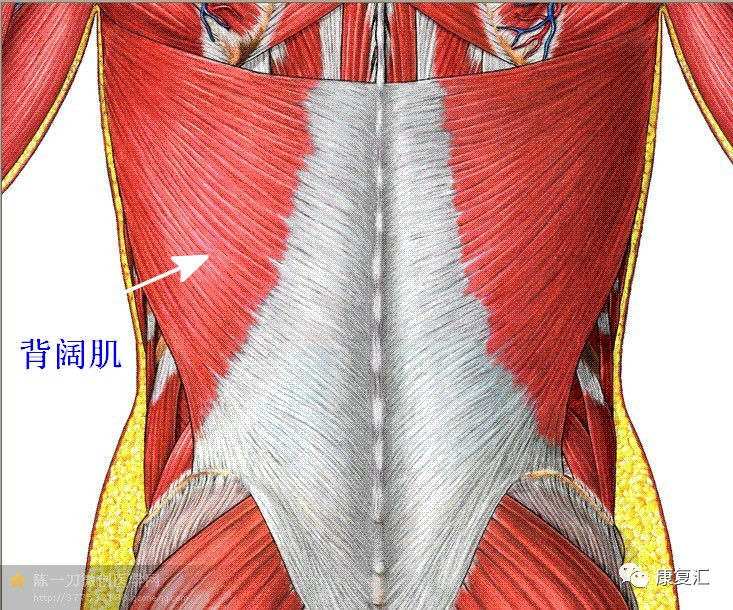 【解剖干货】康复常用肌肉彩图详解,赶快收藏