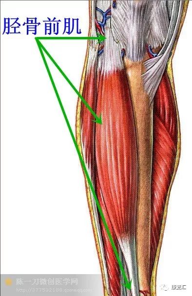肌连接:近侧端,至腓骨外侧面上2/3和胫骨外侧髁.