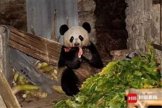 宝兴大熊猫进农家啃骨头,任人拍照还不跑