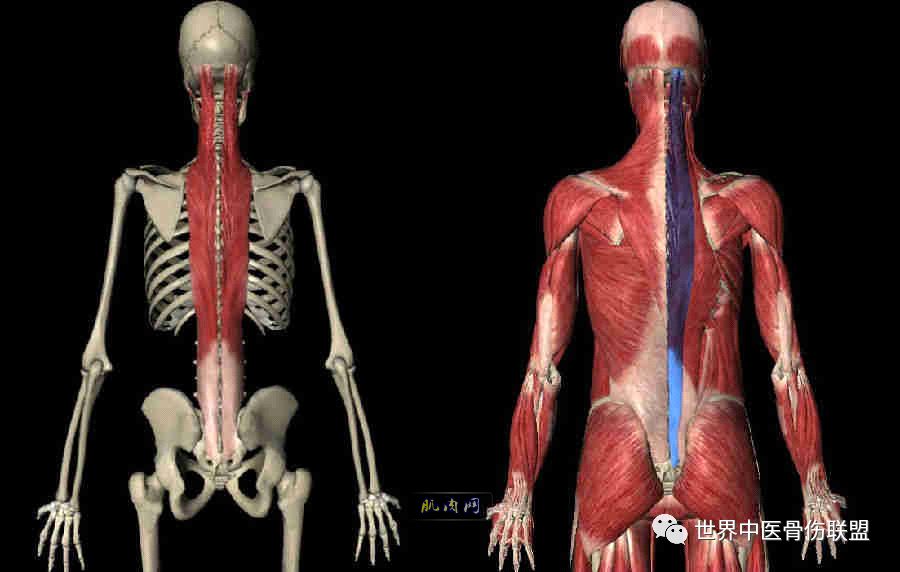 竖脊肌:人体最重要最易劳损的一块肌肉