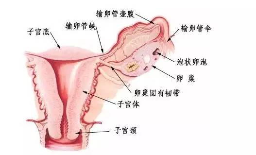 母婴 正文  月经为子宫内膜周期性脱落引起的子宫出血,是卵巢激素对