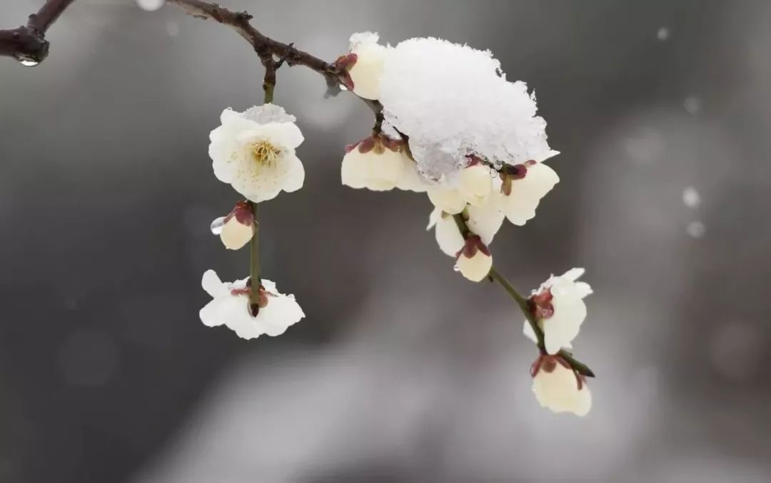 梅花是此时节的花信,它是寒冷中传春报喜的吉祥象征,也是年节时期的