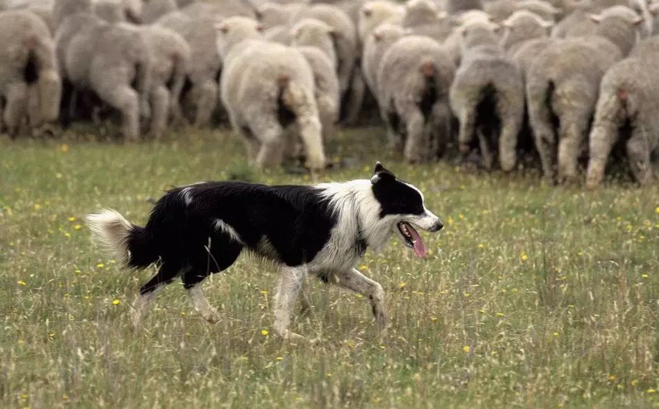 畜牧犬:牧羊犬,牧牛犬,协助或代替主人管理牛羊牧群.