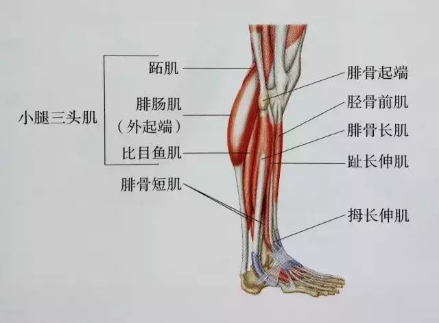 肌肉紧张显小腿粗,小腿拉伸图解告别疙瘩腿