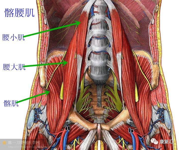 下方,至腰肌腱,小转子前表面和髋关节囊.