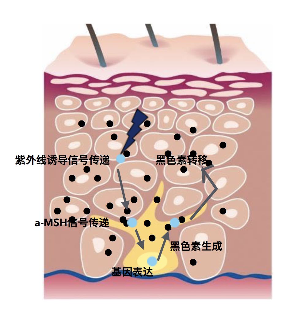 所以为了对抗外部的挑战,肌肤产生黑色素来抵御,皮肤也就避无可避的