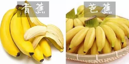 ① 芭蕉 vs  香蕉外形弯曲像月牙,果皮有5～6个棱;芭蕉的两端较细