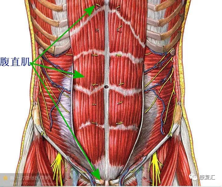 腹直肌将前胸部(胸廓)与骨盆前部(耻骨)连接起来.