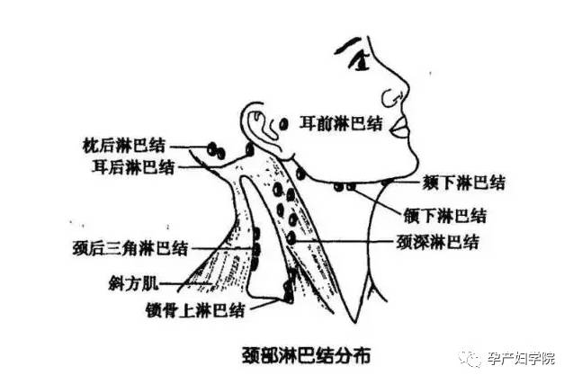 与动脉,颈椎,肩颈,锁骨与腋下淋巴,头部相连,足以见得它的重要性.