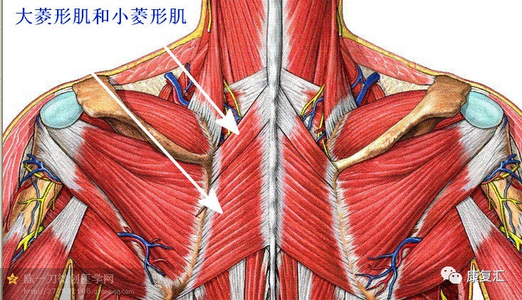 【解剖干货】康复常用肌肉彩图详解,赶快收藏