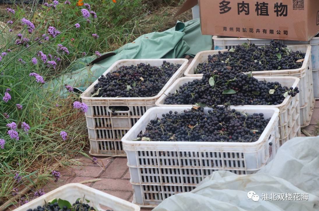 不老莓|容颜不老的秘诀就在这小小的浆果里!